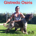 Setter Anglais GISTREDO OSIRIS
